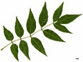 SpeciesSub: subsp. oxycarpa SpeciesSub: subsp. oxycarpa